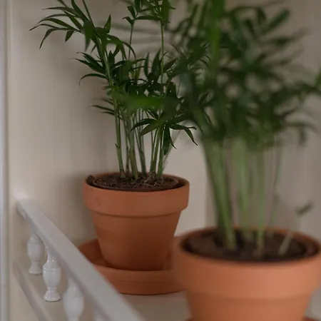 奥卡米诺旅馆 *